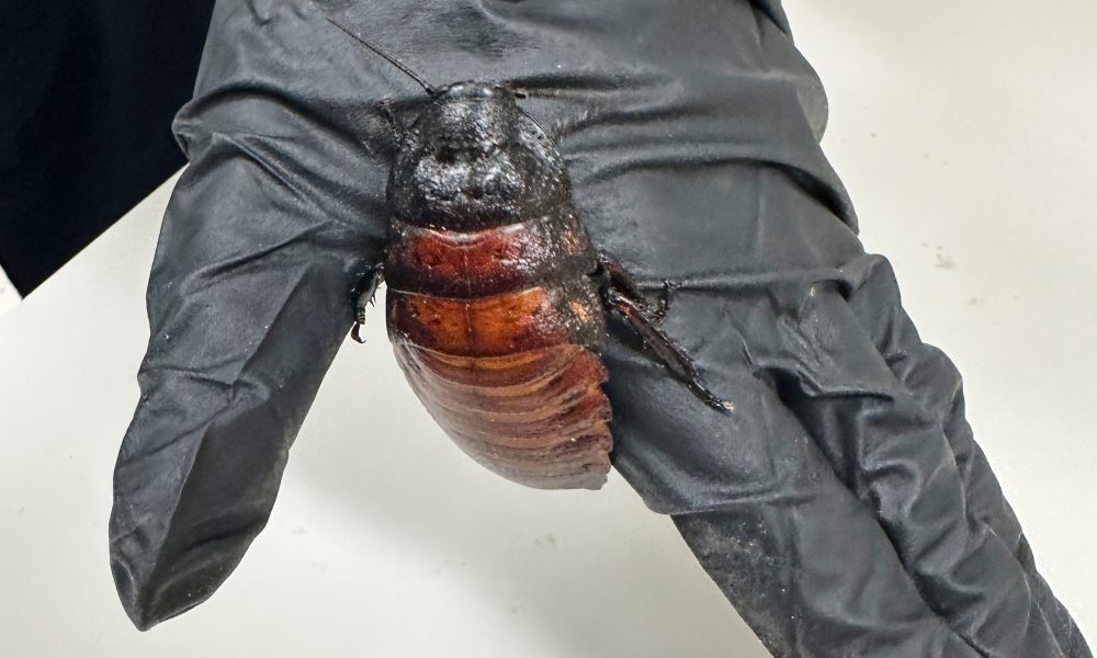 Record Bug Bust: Breeder Caught with 100,000 Illegal Cockroaches in Australia