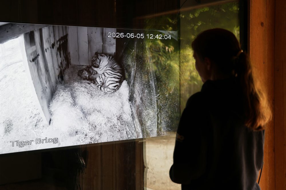 Three Siberian Tiger Cubs Born at Slovenian Zoo Bring Hope for Endangered Species