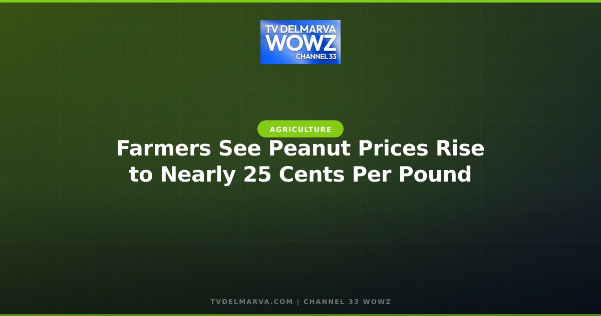 Farmers See Peanut Prices Rise to Nearly 25 Cents Per Pound