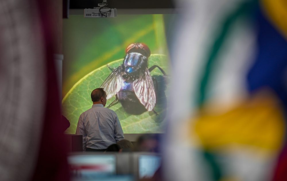 Texas Governor Pushes for Faster Construction of Fly-Breeding Plant