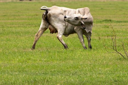 Texas Confirms Second Screwworm Case Miles from First Detection