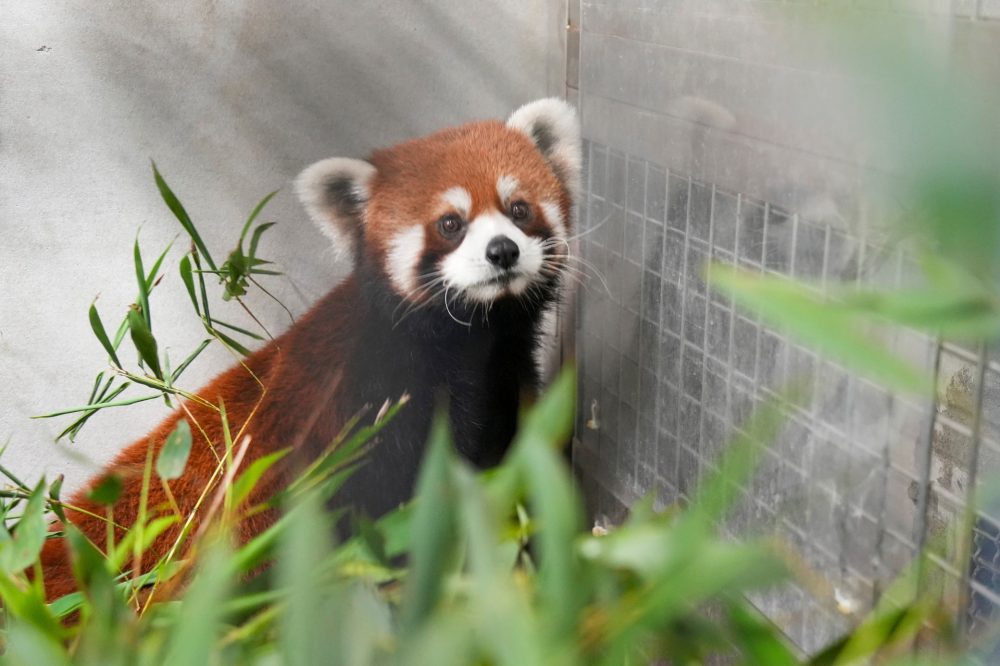 Taiwan Zoo Receives First Red Pandas from China in Over 10 Years