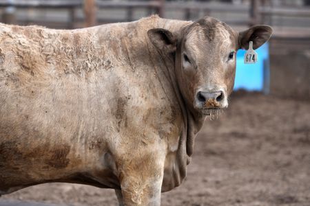 Texas Cattle Operations Struggle While Mexico’s Beef Industry Thrives After Border Closure