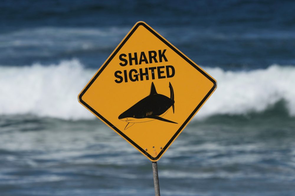 Third Fatal Shark Attack in Australia Claims Spearfisher’s Life