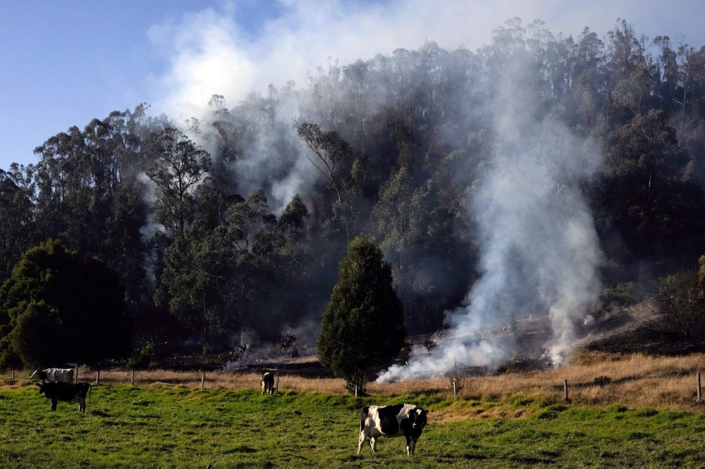 Colombia Enacts Groundbreaking Law to Track Cattle and Stop Forest Destruction