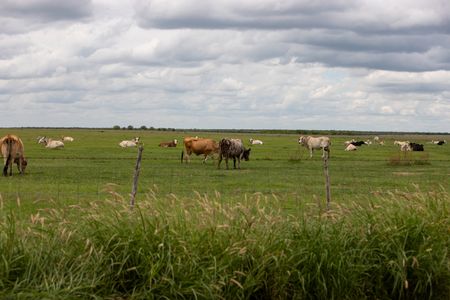 Mexico Halts US Livestock Imports Over Flesh-Eating Screwworm Outbreak