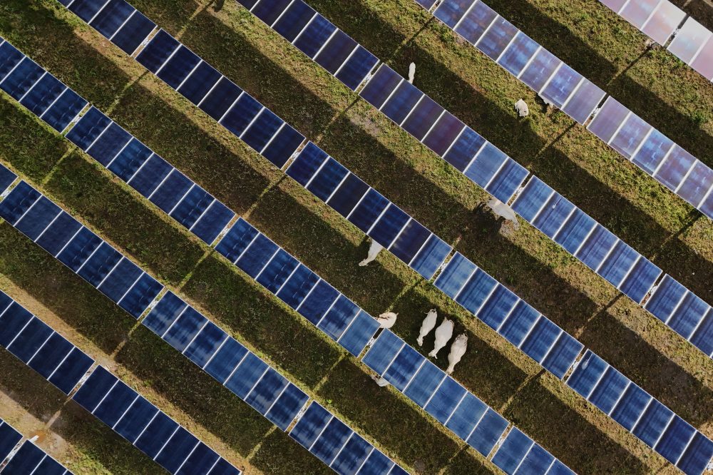 Solar Power Surpasses Coal for First Time as Clean Energy Grows Despite Policy Shifts