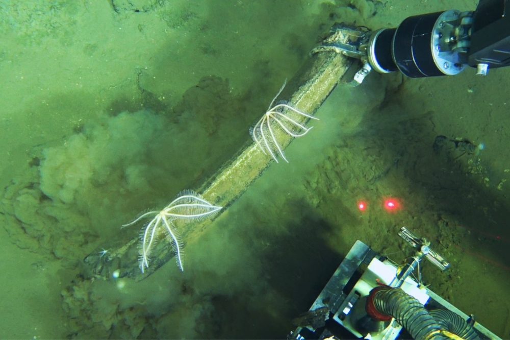 Marine Researchers Find Ancient Ocean Whale Cemetery Bustling with Sea Life