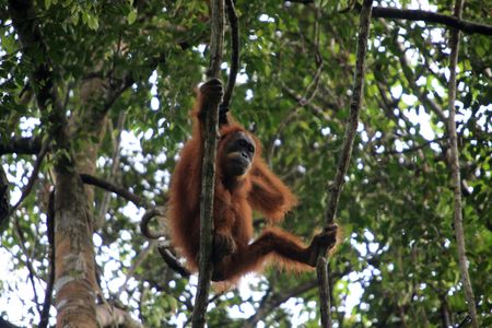 Severe Flooding in Indonesia Kills 7% of Critically Endangered Orangutan Species