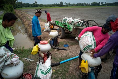 Thailand’s Rice Farmers Face Mounting Debt Crisis as Government Struggles