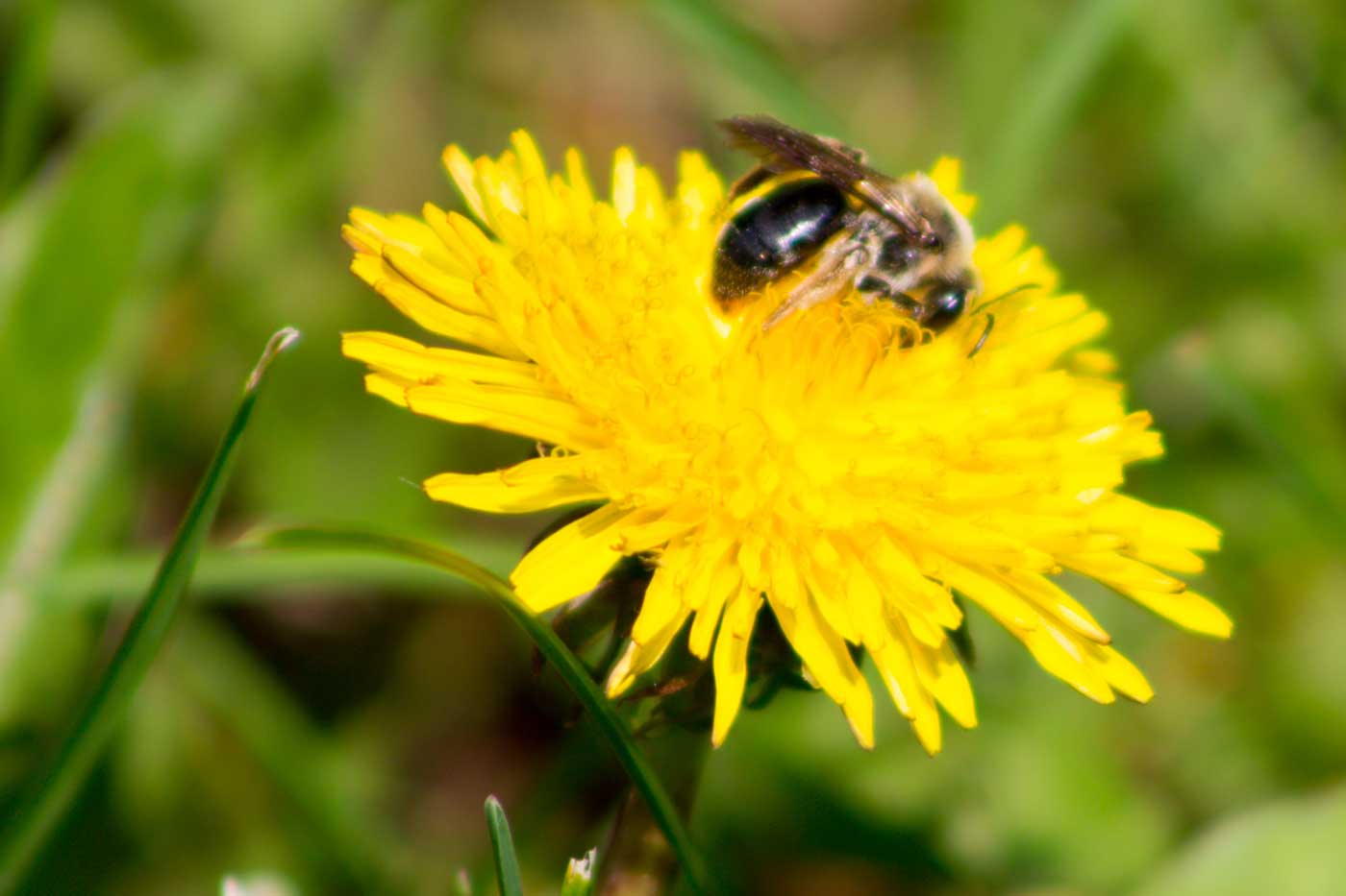 Virginia Wildlife Officials Share Tips to Support Declining Pollinator Populations