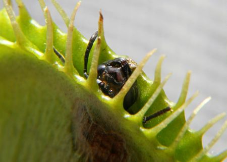 Research Reveals How Venus Flytraps Snap Shut in Lightning Speed