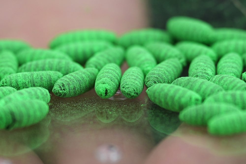 Texas Cattle Industry Under Threat as Screwworm Parasite Sparks Political Fight