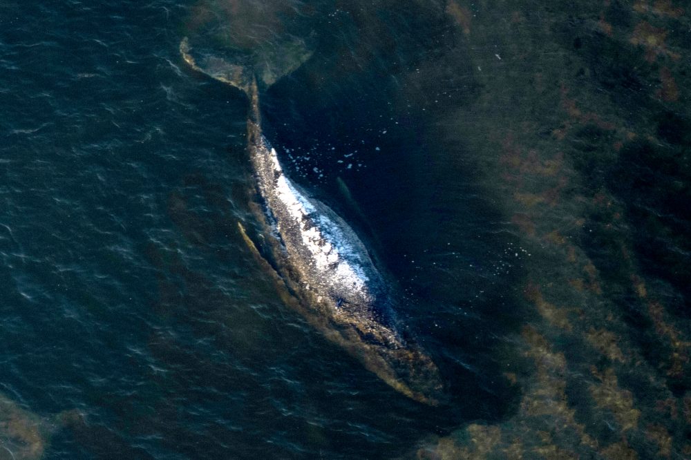 German Humpback Whale ‘Timmy’ Survived Only 5 Days After Final Rescue