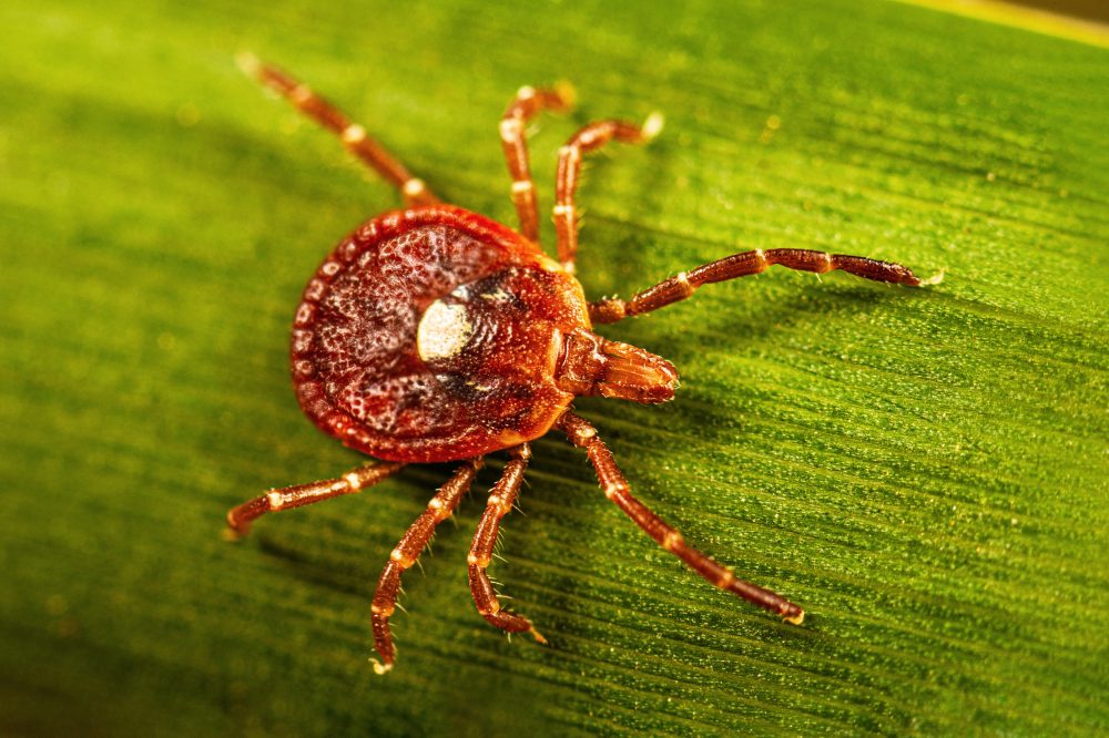 Tick Bites Can Trigger Dangerous Meat Allergy, Health Officials Warn