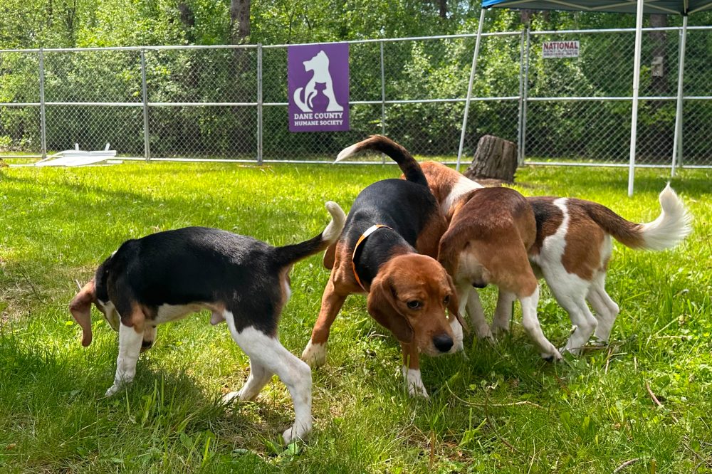 Wisconsin Beagle Breeding Farm Shuts Down, 475 Dogs Headed to Rescue