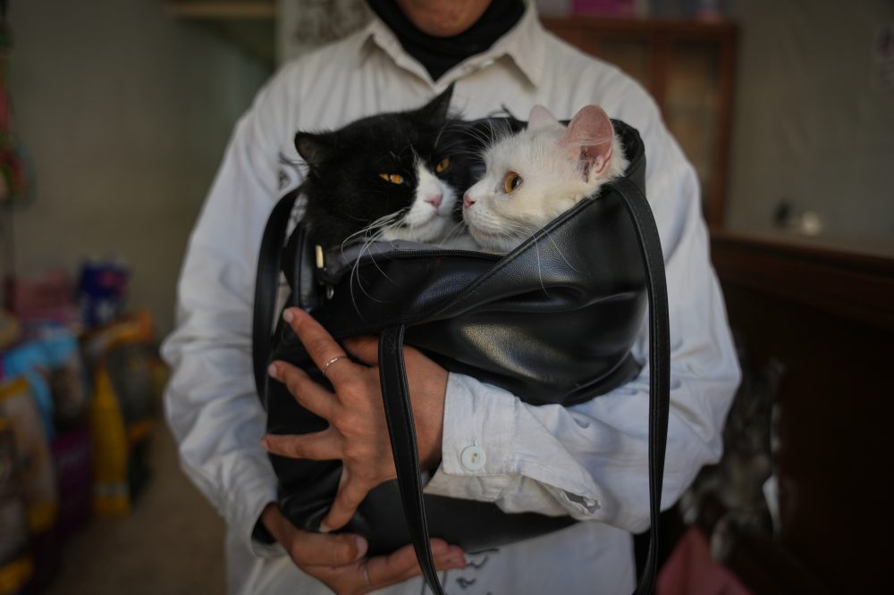 One of Gaza’s Last Pet Clinics Fights to Survive Amid War and Shortages