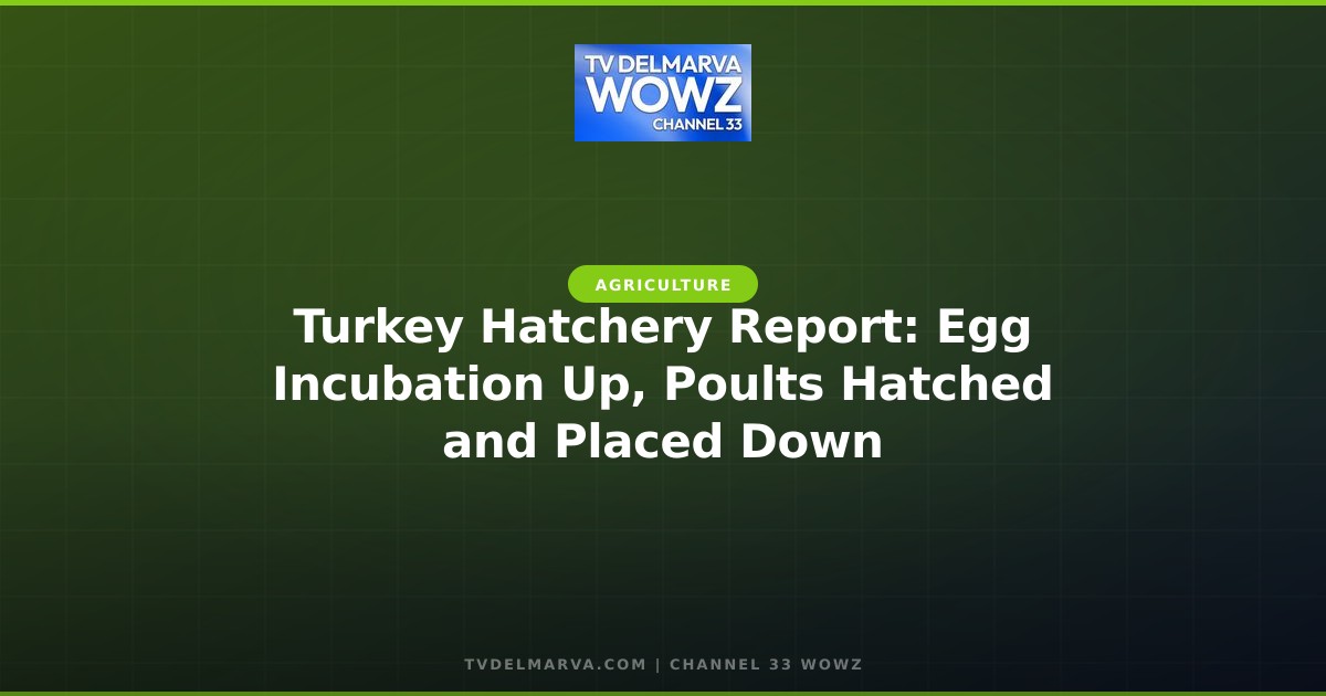 Turkey Hatchery Report: Egg Incubation Up, Poults Hatched and Placed Down