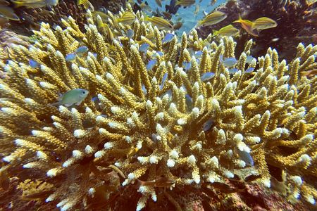 Scientists Find 64,000 Square Miles of Coral Reef That Can Weather Climate Change