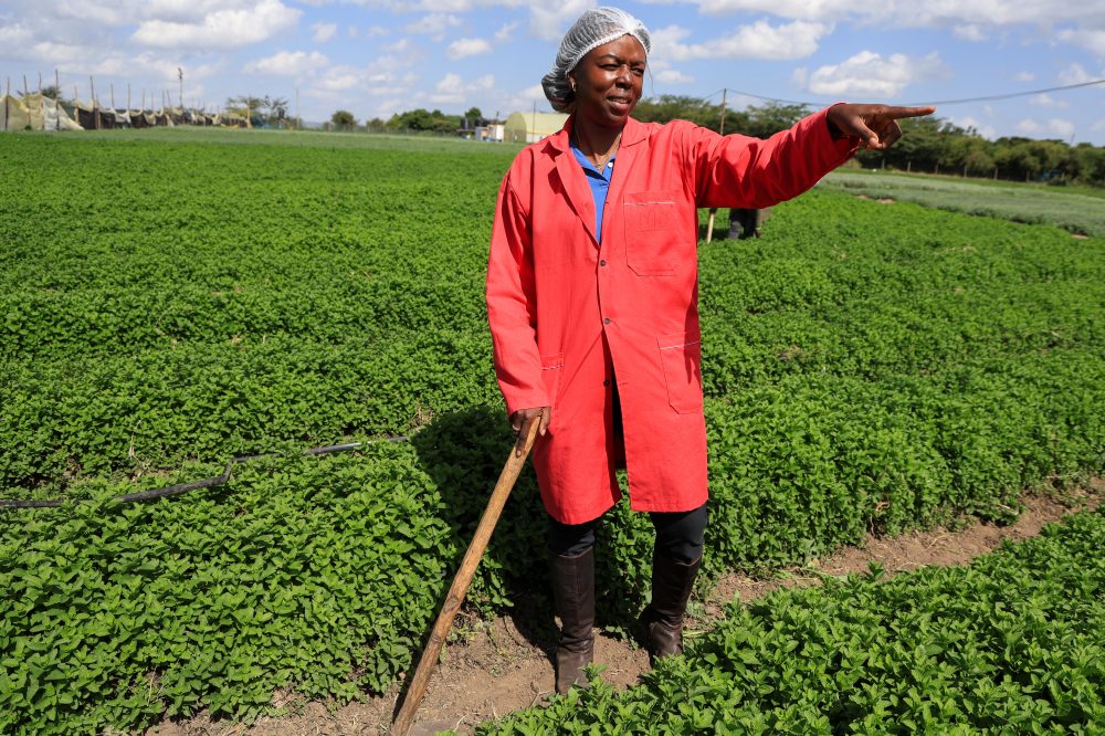 Solar Cold Storage Helps African Farmers Slash Food Waste and Access World Markets