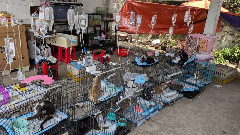 Vietnam Police Bust Major Cat Theft Ring, Rescuing Over 500 Cats Meant for Meat