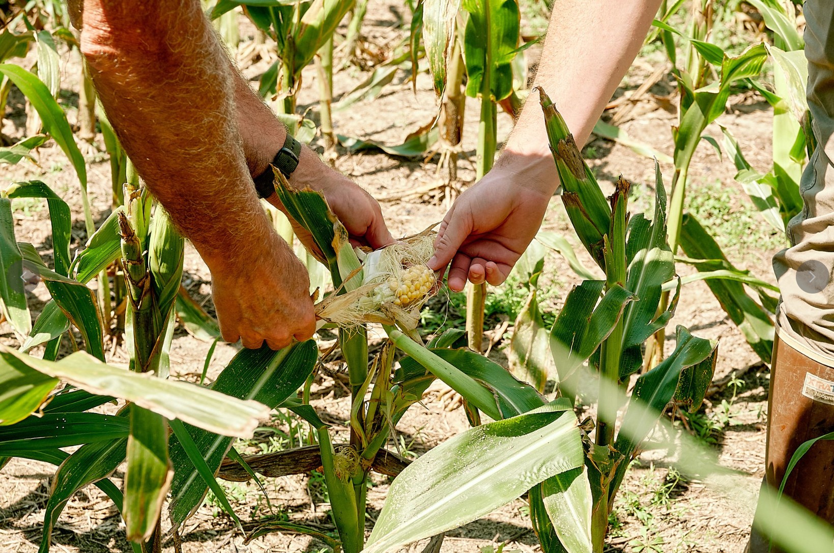 DNREC Expands Deer Damage Help for Delaware Farmers