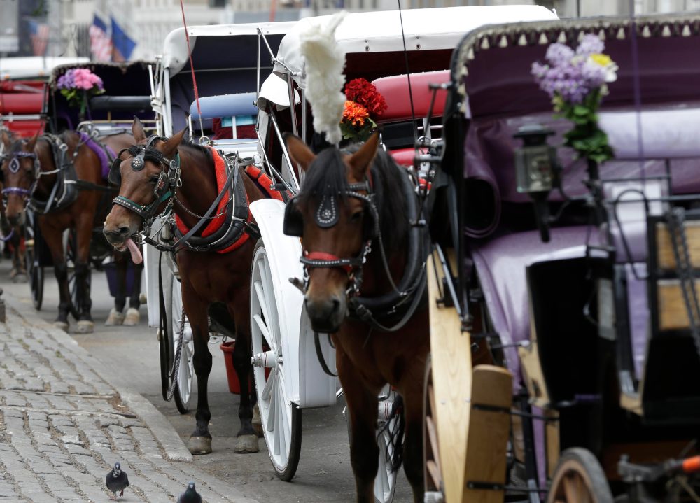 NYC Teen Dies After Carriage Horse Bolts in Central Park