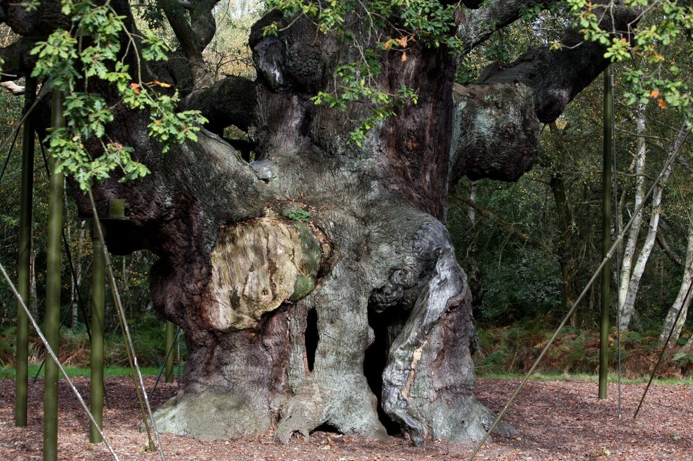 Famous Robin Hood Oak, Over 1,200 Years Old, Has Died in Sherwood Forest