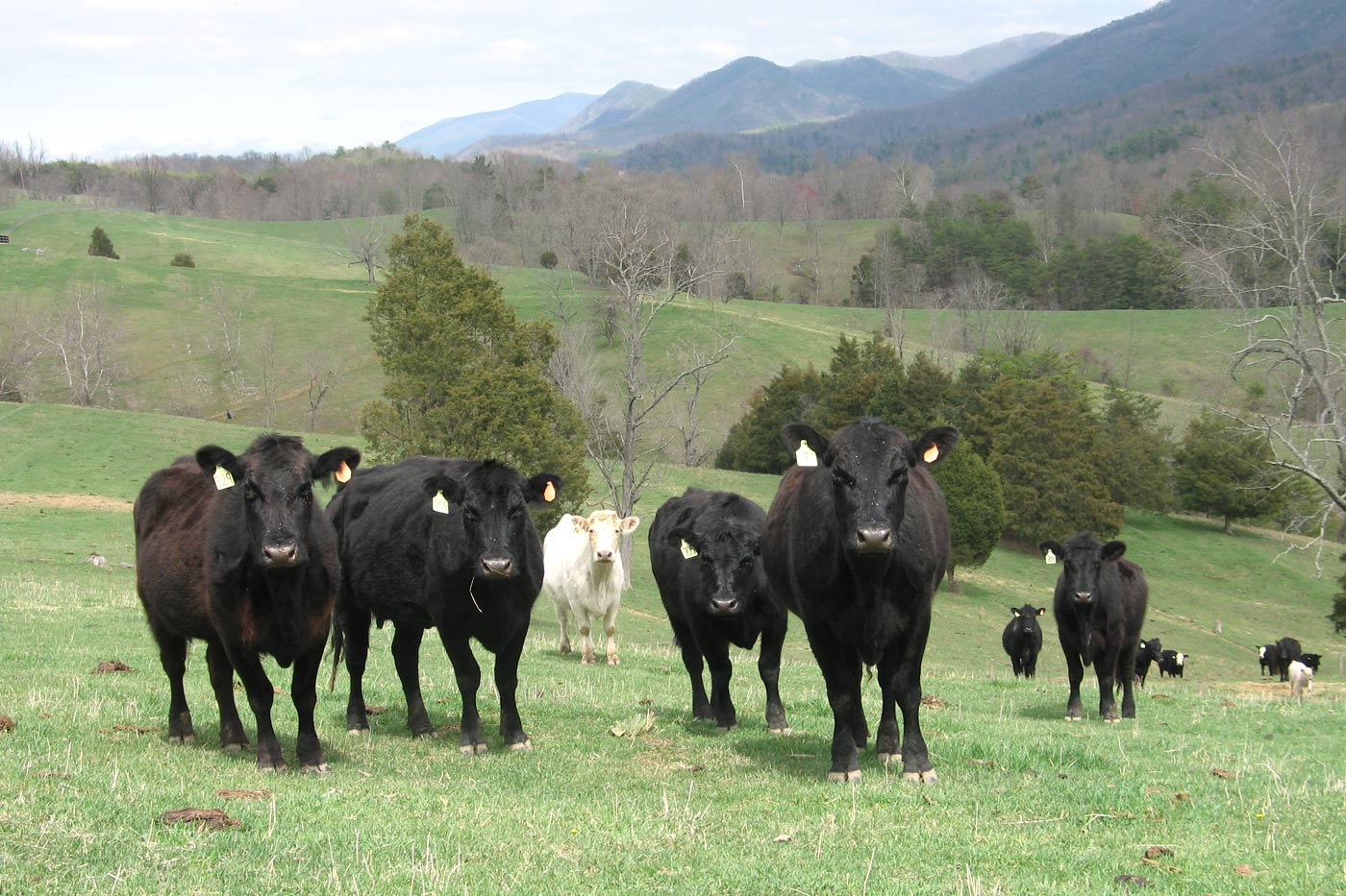 New Virginia Laws on Food Labels, Invasive Plants, and Minimum Wage Take Effect