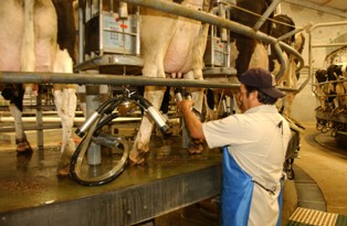 Dairy Industry Welcomes Trump Admin Move to Expand H-2A Worker Program Access