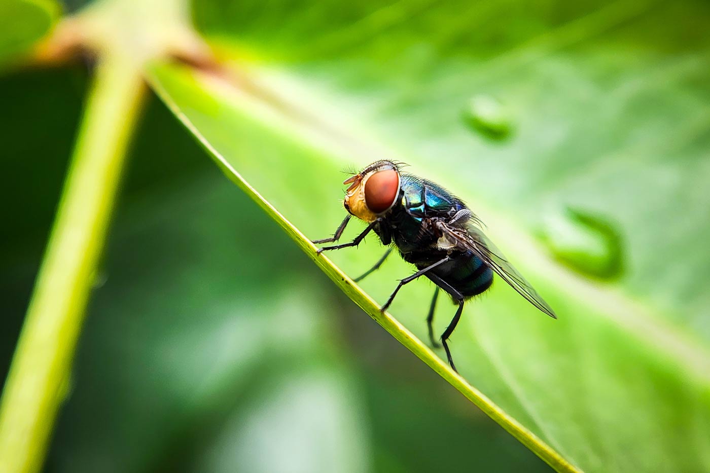 New World Screwworm Detected in U.S., But Virginia Experts Say Risk Remains Near Zero