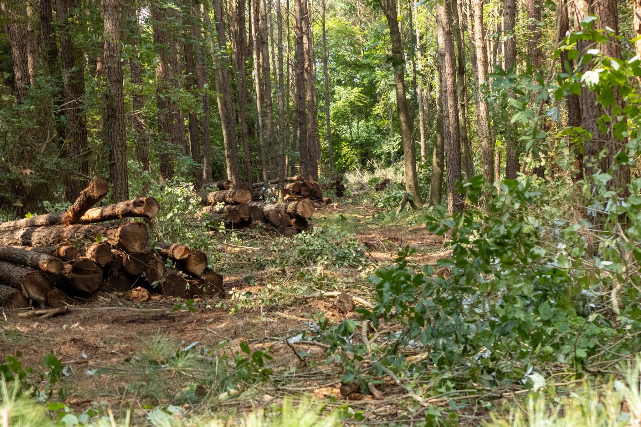Delaware Plants 61,000+ Trees in First Year of Forest Resiliency Fund