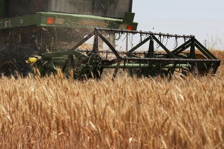 Global Food Stockpiles May Cushion Blow from Strengthening El Niño