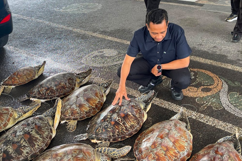 Bali Authorities Bust Illegal Ring Trading 21 Live Protected Sea Turtles