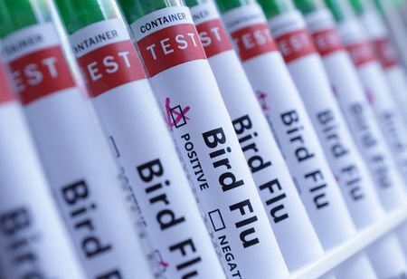Australia Detects First Mainland H5N1 Bird Flu Case in Remote Southwest
