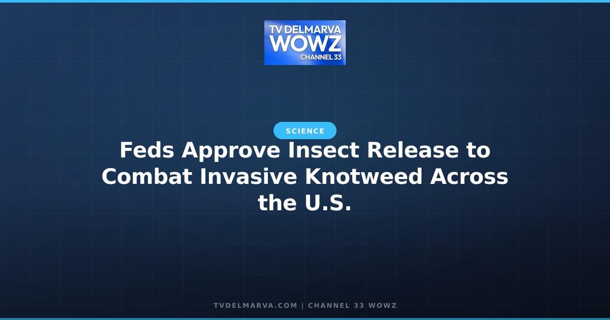Feds Approve Insect Release to Combat Invasive Knotweed Across the U.S.