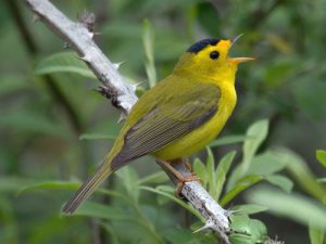 Chesapeake Bay Bird Banding Program Tracks Migrating Species at Masonville Cove