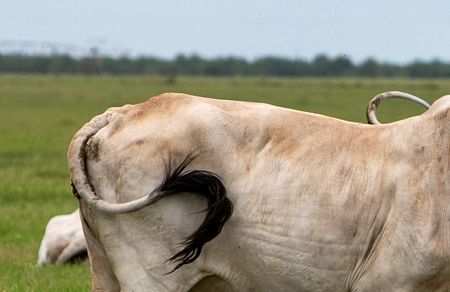 USDA: New World Screwworm Cases in US Climb to 15 After Texas Finds