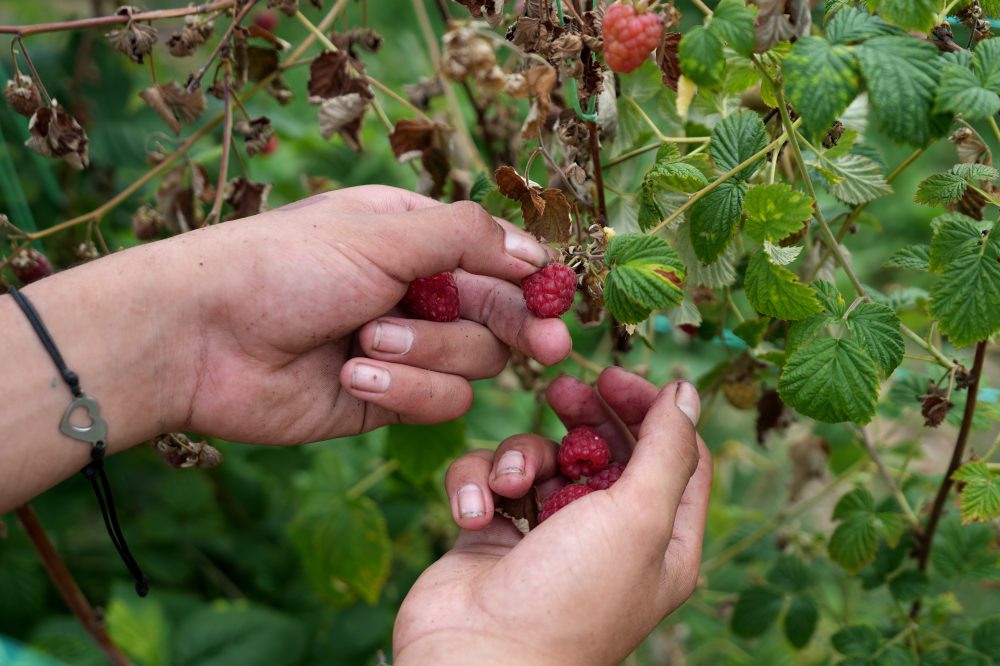 Serbia’s ‘Raspberry Capital’ Feeds the World — But Faces Growing Threats