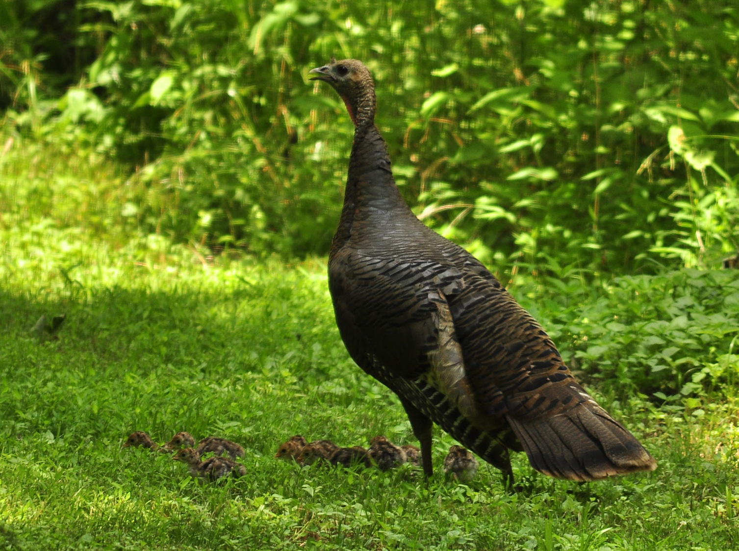 Delaware Asks Residents to Help Count Wild Turkeys This Summer