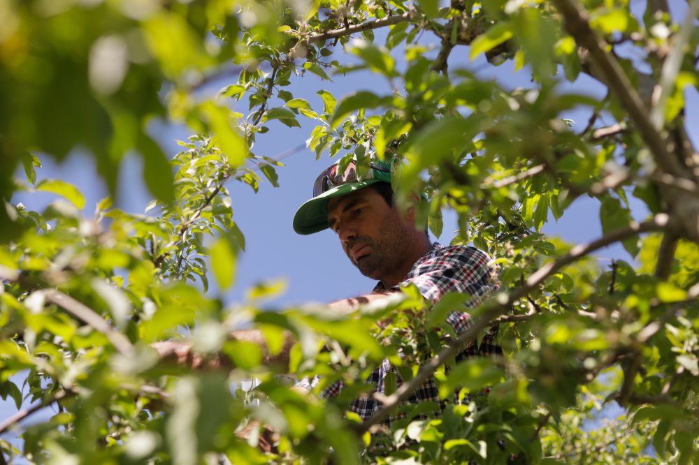 Vermont Becomes First U.S. State to Ban Weed Killer Tied to Parkinson’s Disease