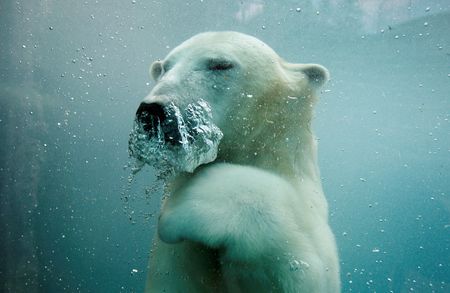 Federal Agency and Biotech Firm Plan ‘BioVault’ to Preserve DNA of Endangered Species
