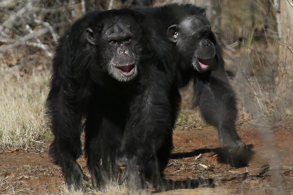 New Study Finds Humans and Great Apes Have Been Laughing the Same Way for Millions of Years