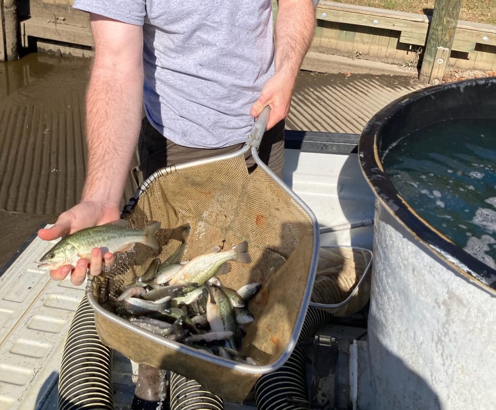 Maryland DNR Stocks Millions of Largemouth Bass to Boost Tidal River Fishing