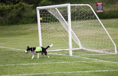 Two Border Collies Keep Canada Geese Off World Cup Training Fields in Toronto