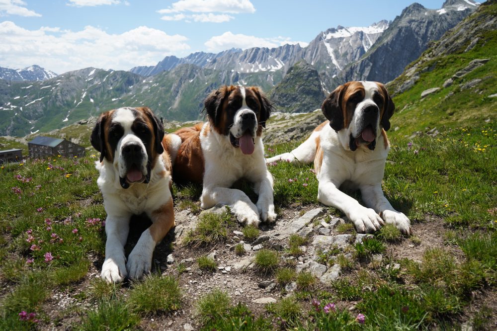 Swiss Museum Celebrates St. Bernard Dogs’ Heroic Legacy and Bright Future