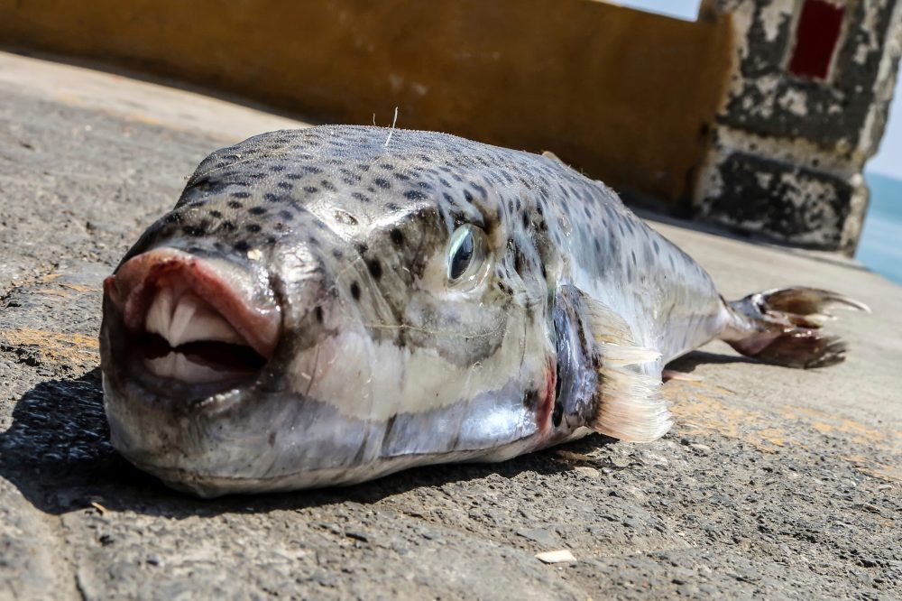Greece Pays Fishermen to Reel In Toxic Toadfish Invading the Mediterranean
