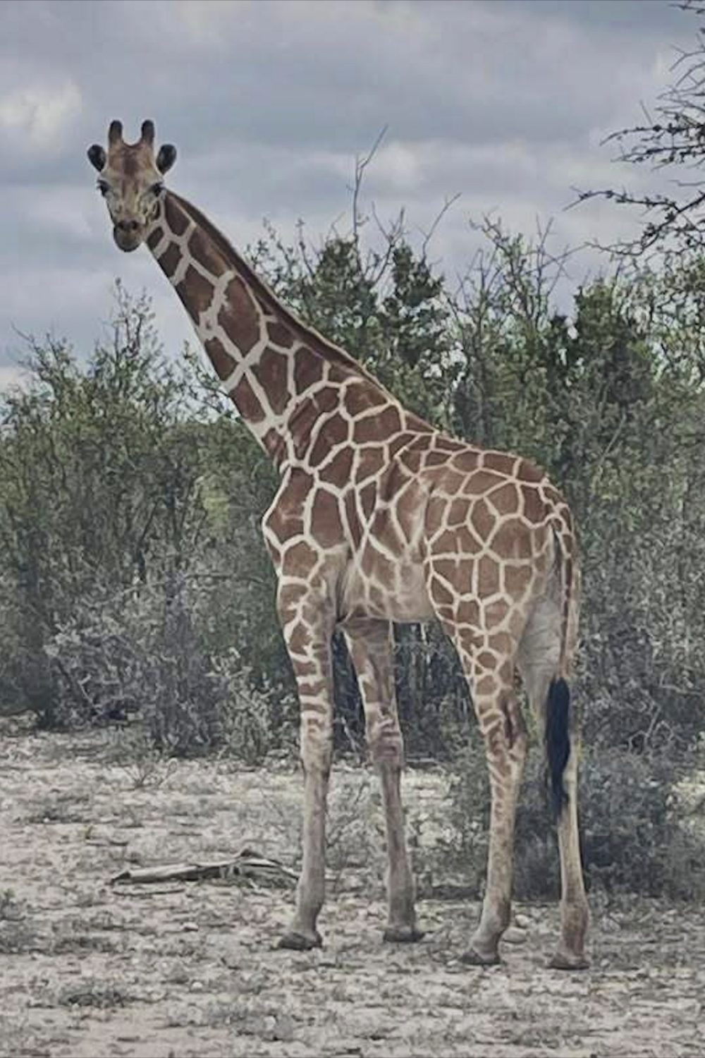 Missing Texas Giraffe Gracie Found Safe After Two Weeks on the Loose