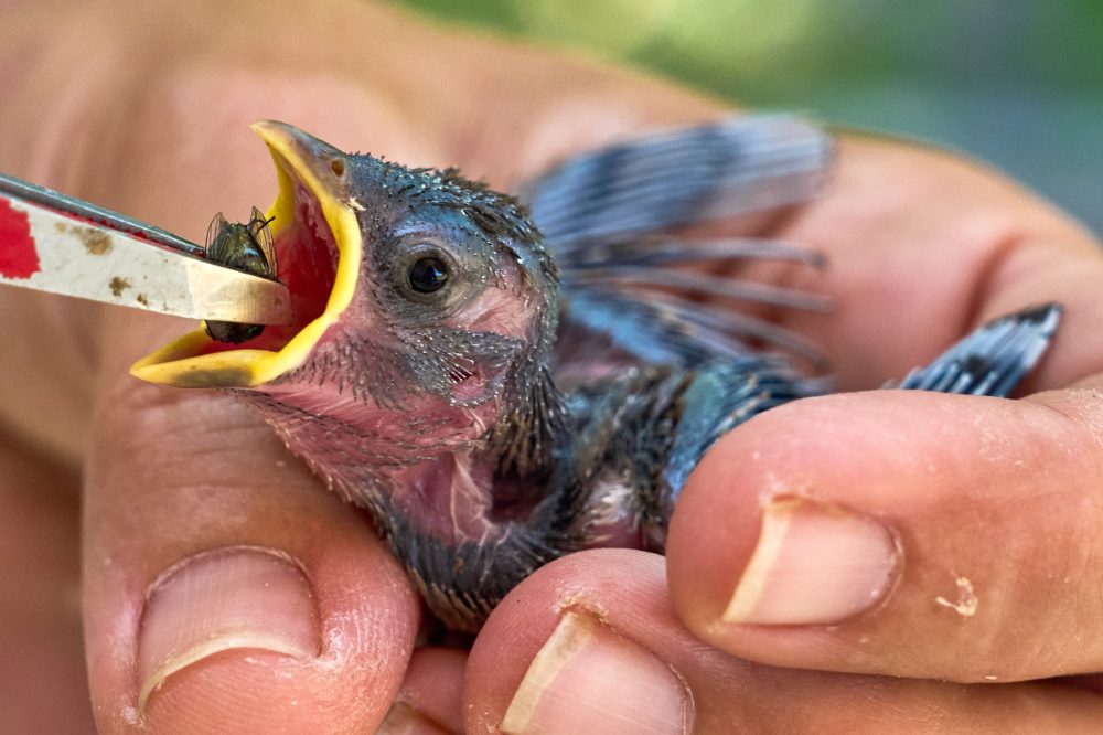 Hot Weather Isn’t Just Hard on People — Here’s How to Help Wildlife Beat the Heat