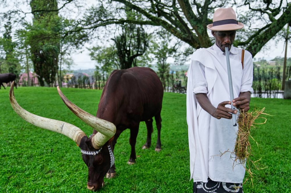 Rwanda’s Royal Cattle Serenaded with Poetry as Living Cultural Treasures